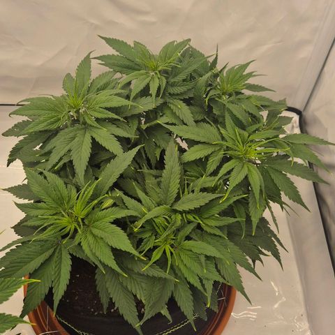 Dos Si Dos 33 growlog timeline photo