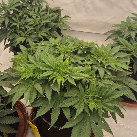 Ayuhuasca purple growlog timeline photo