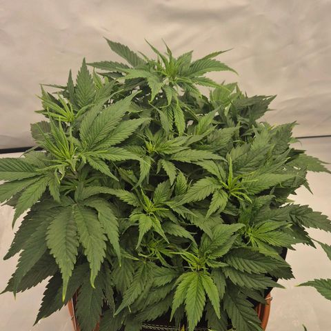 Super Lemon Haze growlog timeline photo