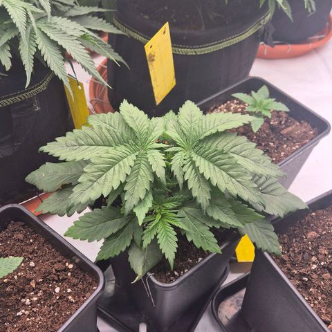 Chocolope growlog timeline photo