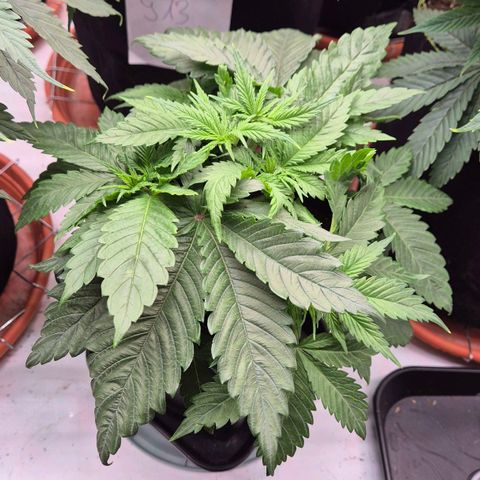 Chocolope growlog timeline photo