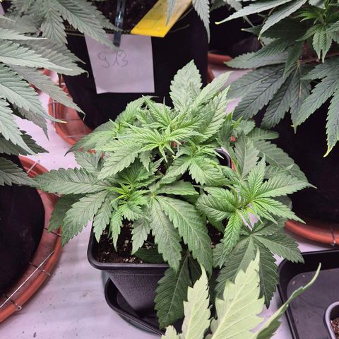 Chocolope growlog timeline photo