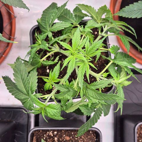 Chocolope growlog photo: Lst