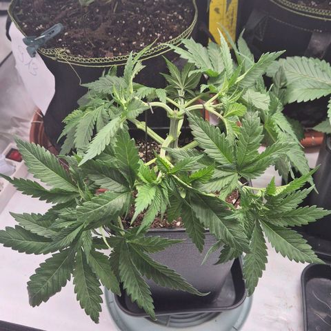 Chocolope growlog timeline photo