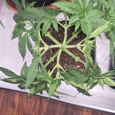 Chocolope growlog timeline photo