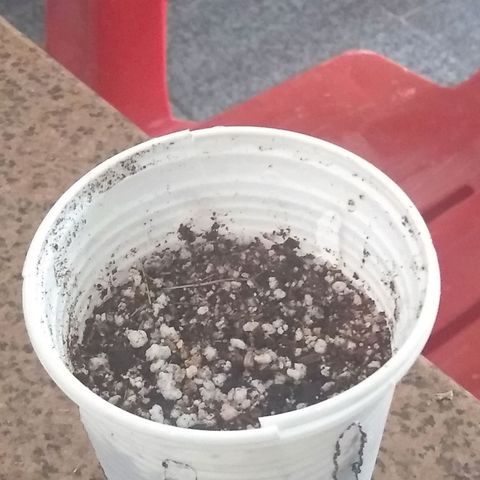 Critical Purple ♀️ growlog photo: Depois de mais um tempão eu fui ver mais uma vez e ela já estava assim! 
Consultei meu primo ele falou "já dá pra pra plantar! Já"... então eu fui plantar ela. Um copo cheios de furos, foi aí que aconteceu um bagui errado, eu quebrei um pedaço da radicular e tive um mini infarto... Slc... Mais plantei mesmo assim, achei que iria dar certo! E coloquei no guardo dela 