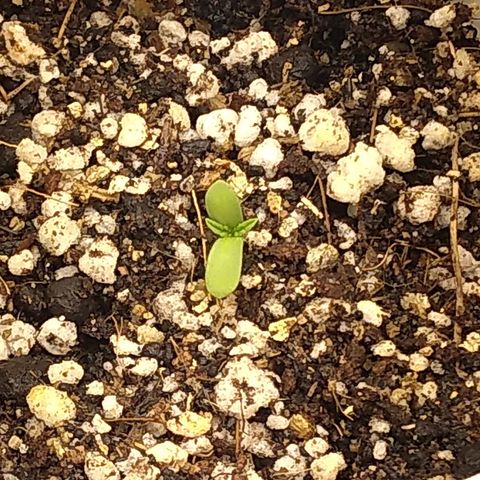 Critical Purple ♀️ growlog photo: Ela nasceu..  A VIDA! O que ela deve tá sentindo? Ouvindo? Pensando? Sla... Não sou uma planta, mas como deve ser uma planta?🤔 Não sei, mas deve ser uma bagui doido haha...