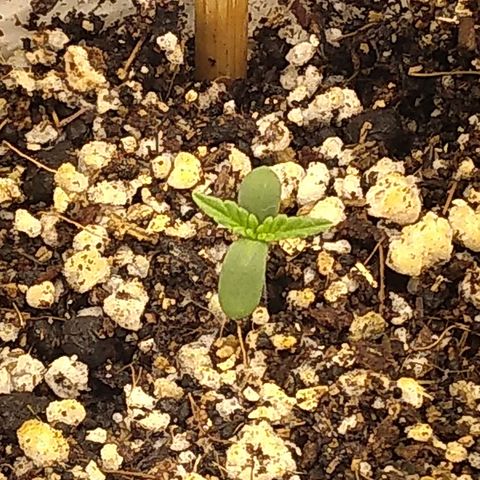 Critical Purple ♀️ growlog photo: Dia 2 dela! Vamo que vamo 🌱🚿☀️ 
