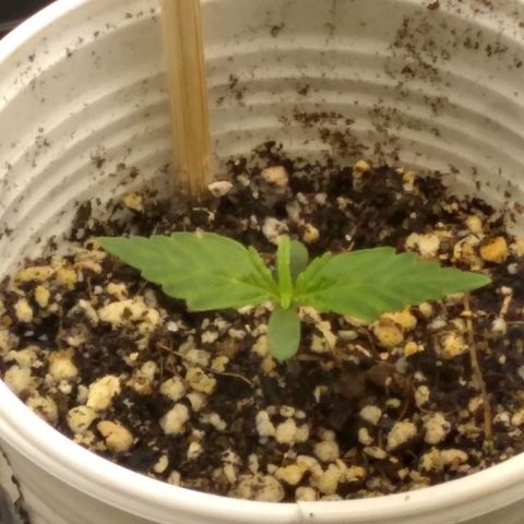 Critical Purple ♀️ growlog photo: Dia 4 🌱