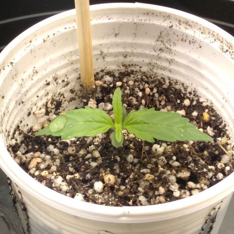 Critical Purple ♀️ growlog photo: Dia 5 🌱