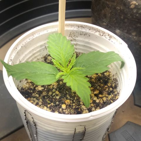 Critical Purple ♀️ growlog photo: Dia 7 🌱... Acho que o recipiente tá um pouco piqueno, mas vou trocar amanhã...