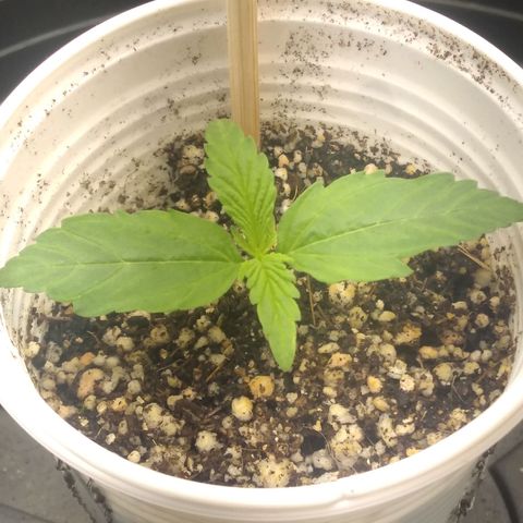 Critical Purple ♀️ growlog photo: Dia 6 🌱...