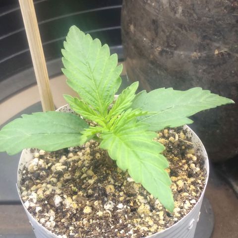 Critical Purple ♀️ growlog photo: Dia 7 🌱... 