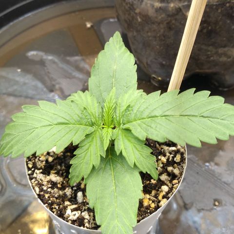 Critical Purple ♀️ growlog photo: 🌱💪🏻
