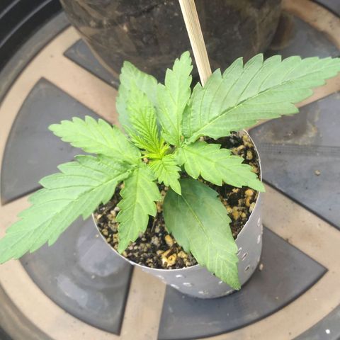 Critical Purple ♀️ growlog photo: 🌱💪🏻