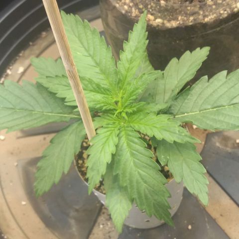 Critical Purple ♀️ growlog photo: Up! 🌱🚀