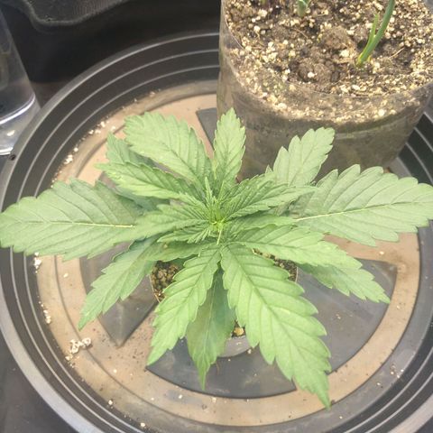 Critical Purple ♀️ growlog photo: Up 🌱🚀