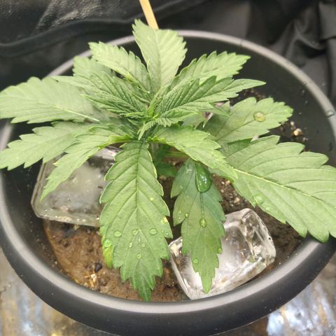 Critical Purple ♀️ growlog photo: Troca de vaso! Up 🌱🚀