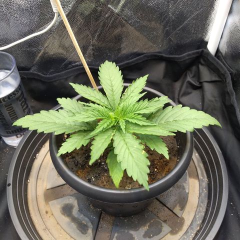Critical Purple ♀️ growlog photo: 🌱🚀