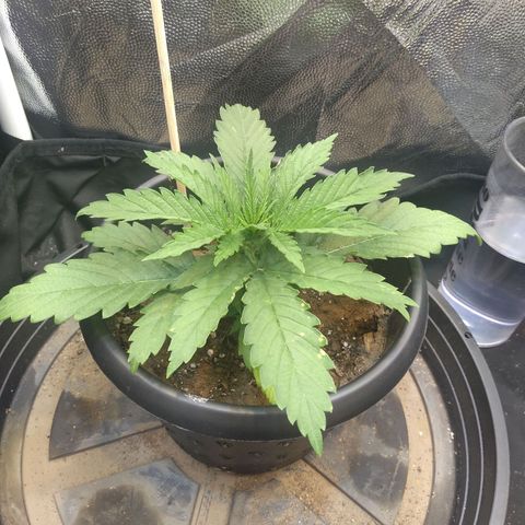 Critical Purple ♀️ growlog photo: Up 🌱🚀