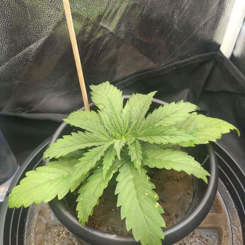Critical Purple ♀️ growlog photo: Up 🌱🚀