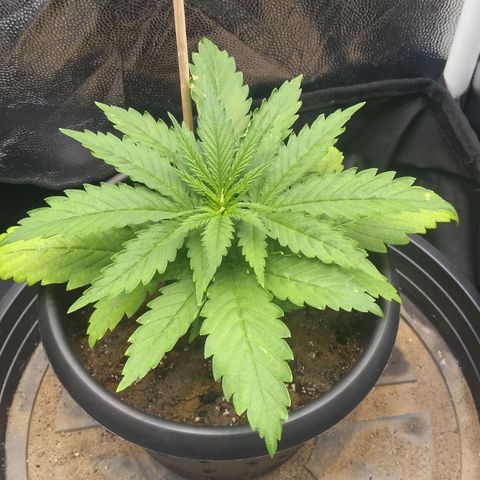 Critical Purple ♀️ growlog photo: Up 🌱🚀 