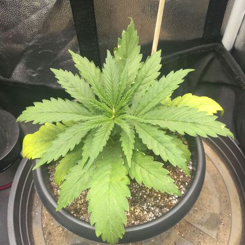 Critical Purple ♀️ growlog photo: Up 🌱🚀