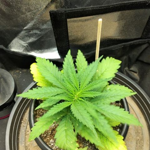 Critical Purple ♀️ growlog photo: Up 🌱🚀