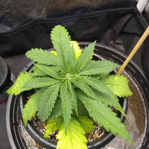 Critical Purple ♀️ growlog photo: Up 🌱🚀