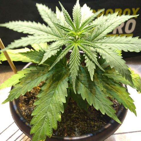 Critical Purple ♀️ growlog photo: Up 🌱🚀 