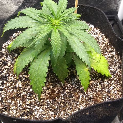 Critical Purple ♀️ growlog photo: Troquei de vaso para o definitivo!! Só esperar!!! Up 🌱🚀