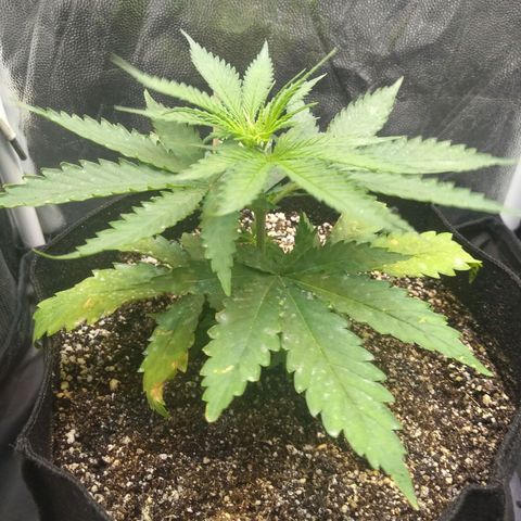 Critical Purple ♀️ growlog photo: 9 dias para a primeira poda! Up 🌱🚀
