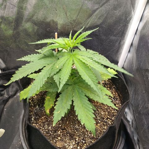 Critical Purple ♀️ growlog photo: 8 dias para primeira poda! Up 🌱🚀