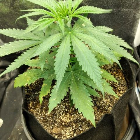 Critical Purple ♀️ growlog photo: 7 dia para a primeira poda!! Up 🌱🚀 