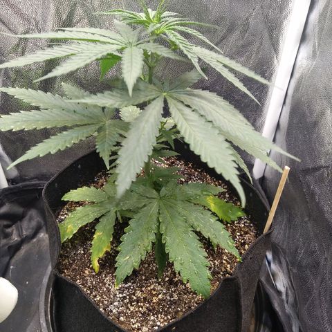 Critical Purple ♀️ growlog photo: 1° rega com o fertilizante (BioBizz - Bio Grow)