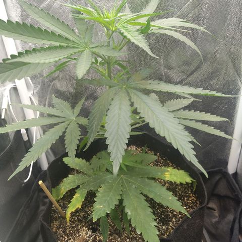Critical Purple ♀️ growlog timeline photo