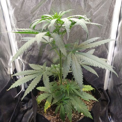 Critical Purple ♀️ growlog timeline photo