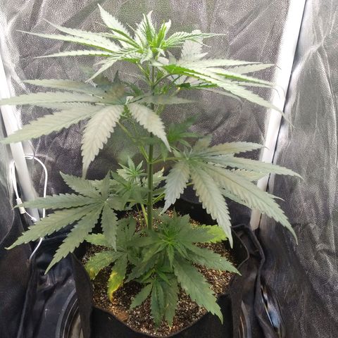 Critical Purple ♀️ growlog timeline photo