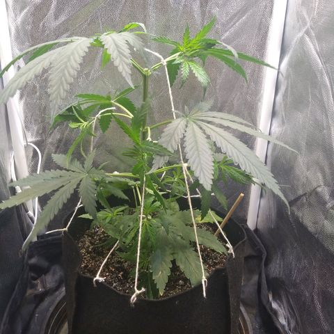 Critical Purple ♀️ growlog photo: Primeira poda top! 
