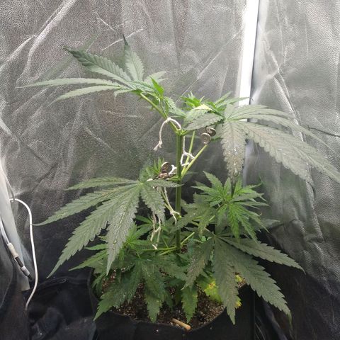Critical Purple ♀️ growlog photo: Up 🌱🚀