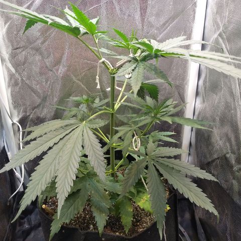 Critical Purple ♀️ growlog timeline photo