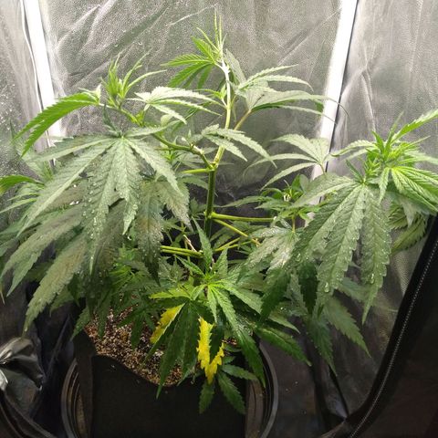 Critical Purple ♀️ growlog photo: Up 🌱🚀