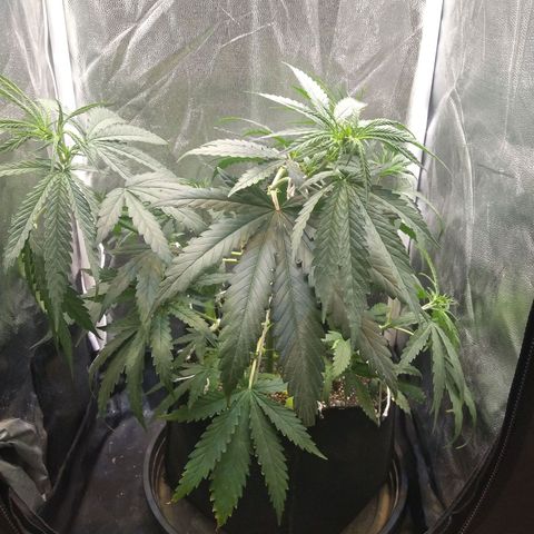 Critical Purple ♀️ growlog timeline photo