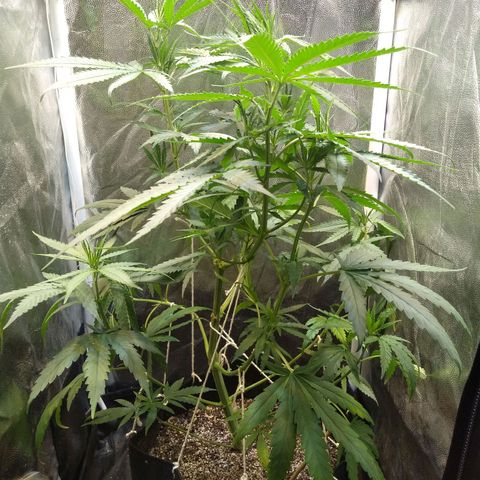 Critical Purple ♀️ growlog photo: Up 🌱🚀