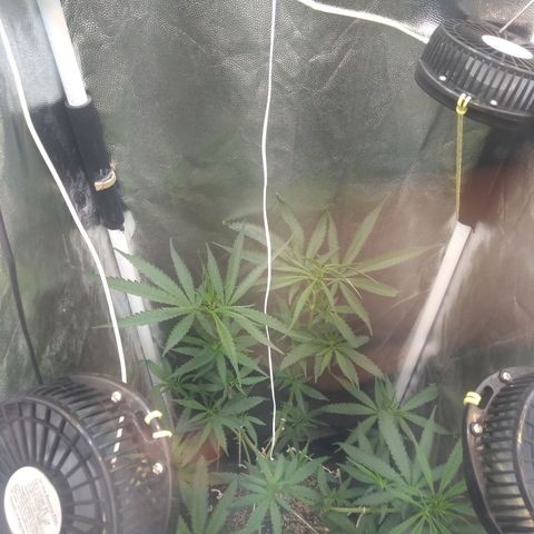 Critical Purple ♀️ growlog photo: Up 🌱🚀
