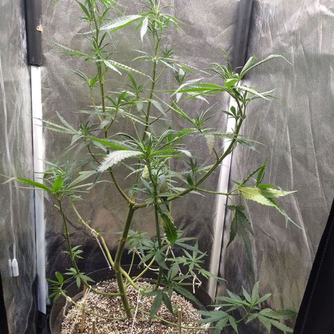 Critical Purple ♀️ growlog photo: 🥤2️⃣
Up 🌱🚀