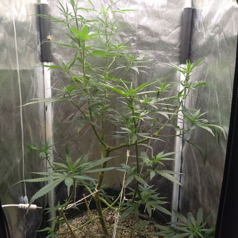 Critical Purple ♀️ growlog timeline photo
