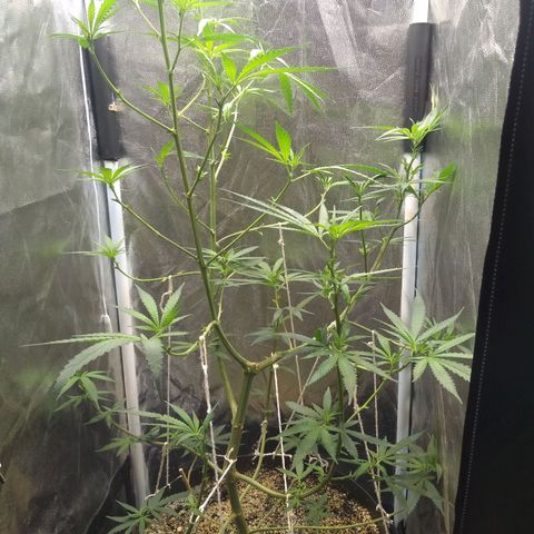 Critical Purple ♀️ growlog photo: 🥤1️⃣
 Up 🌱🚀