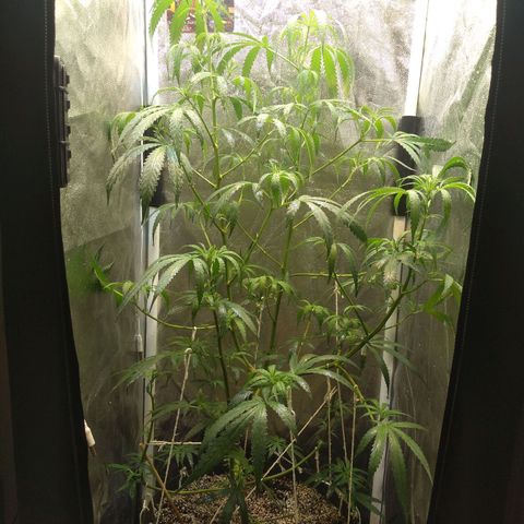 Critical Purple ♀️ growlog timeline photo