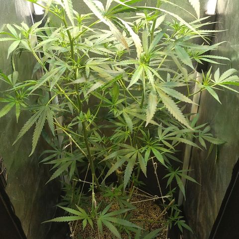 Critical Purple ♀️ growlog photo: Up 🌱🚀